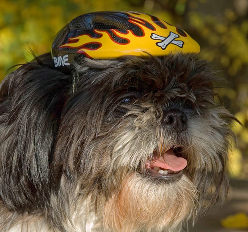 Ronny, the biker dog