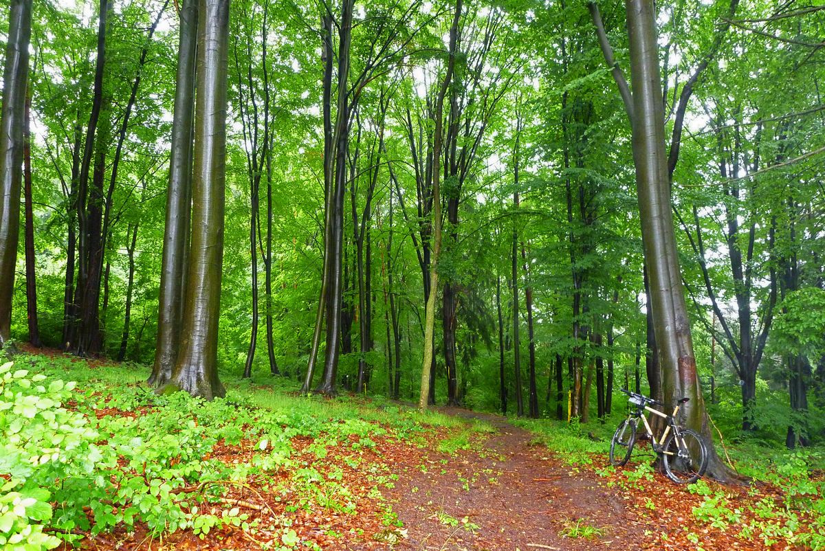 First Bamboo MTB Frame Project detail image 8